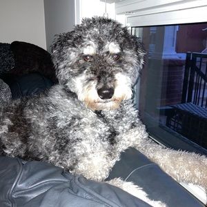 Meet your Posher, Rosie